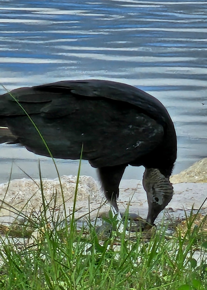 Black Vulture - ML624192039