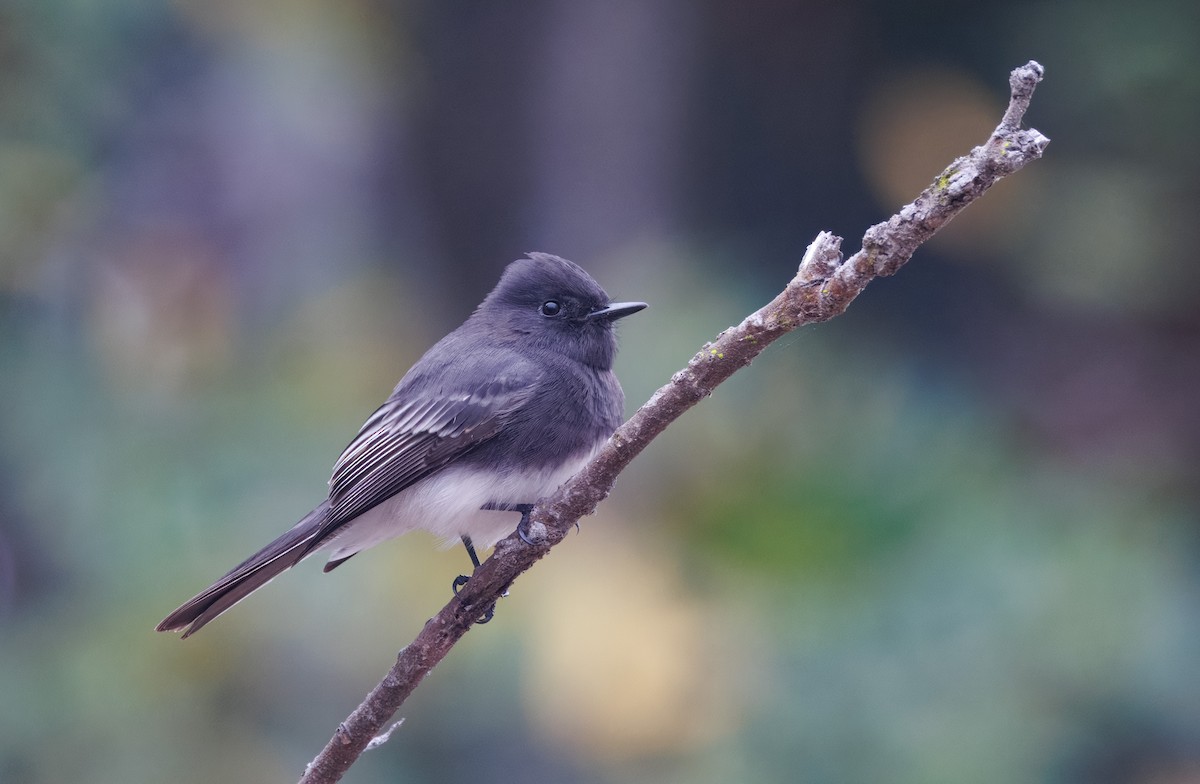 Black Phoebe - ML624192044