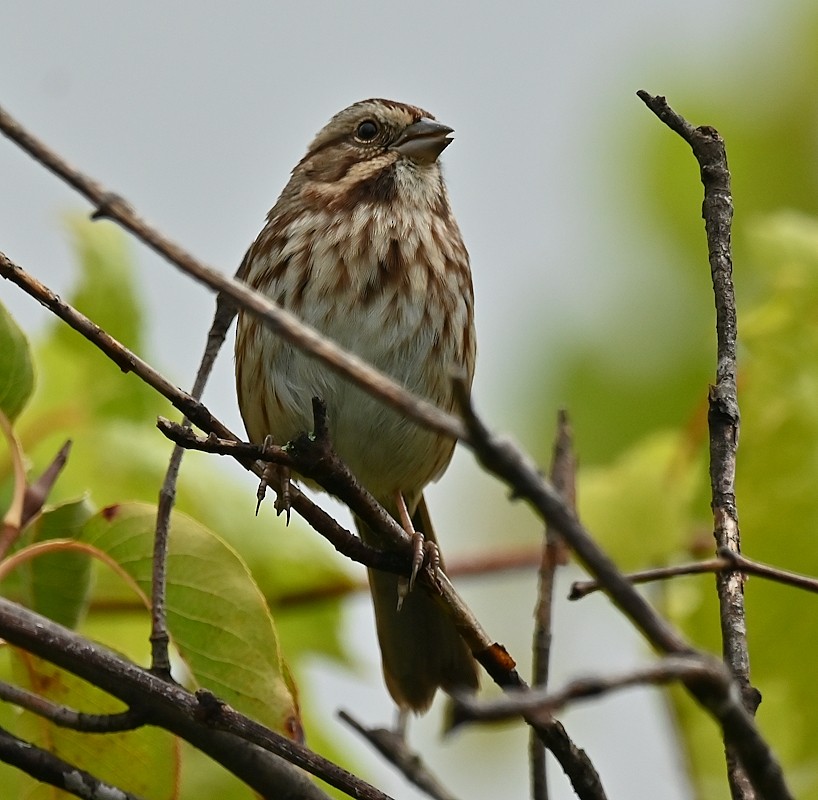 Song Sparrow - ML624192053