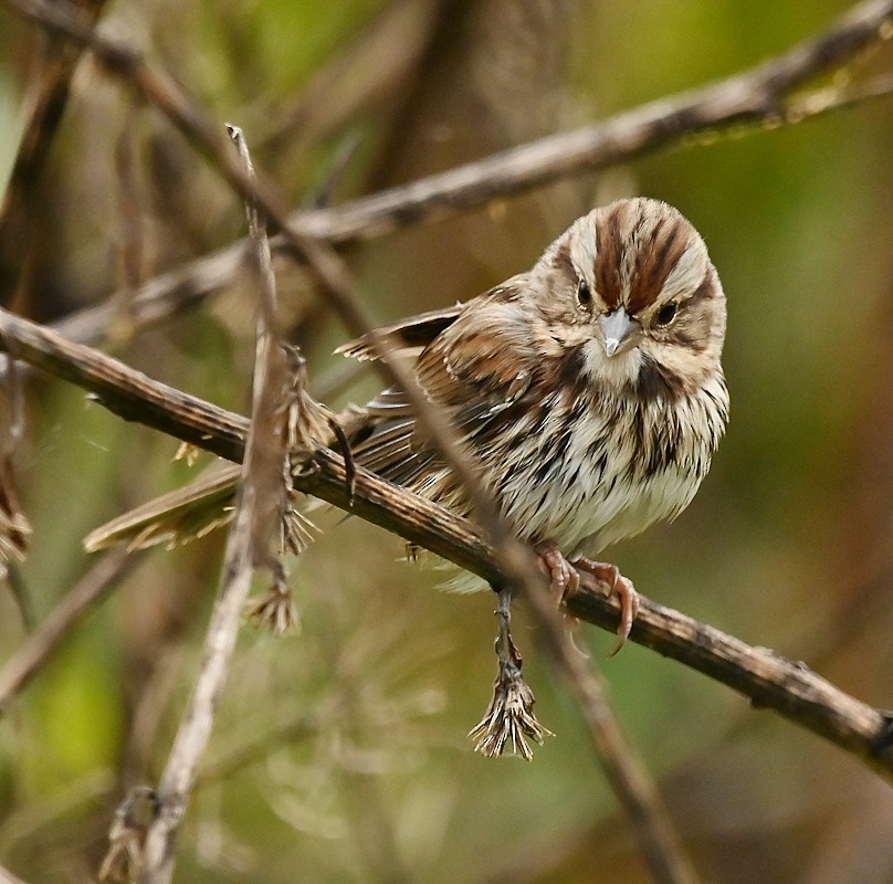 Song Sparrow - Regis Fortin