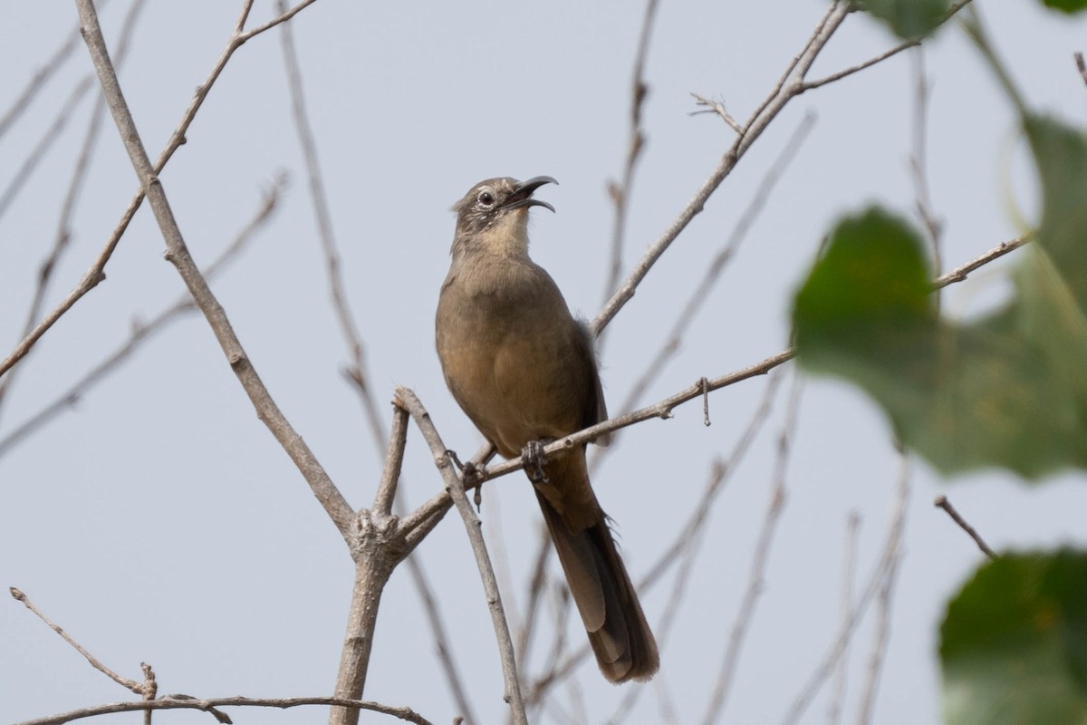 California Thrasher - Thomas Van Huss