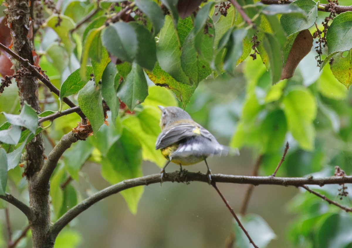 Magnolia Warbler - ML624192079