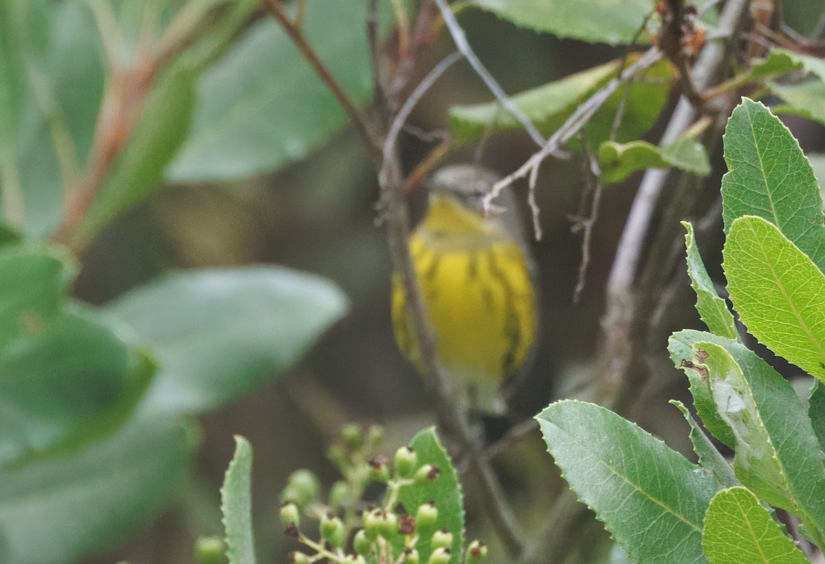 Magnolia Warbler - ML624192080