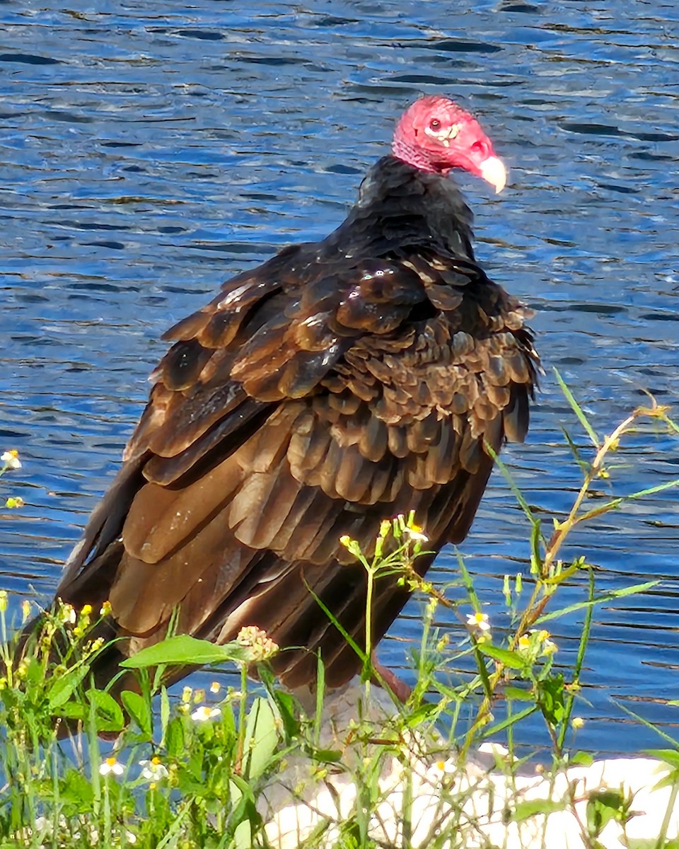 Turkey Vulture (Northern) - ML624192081