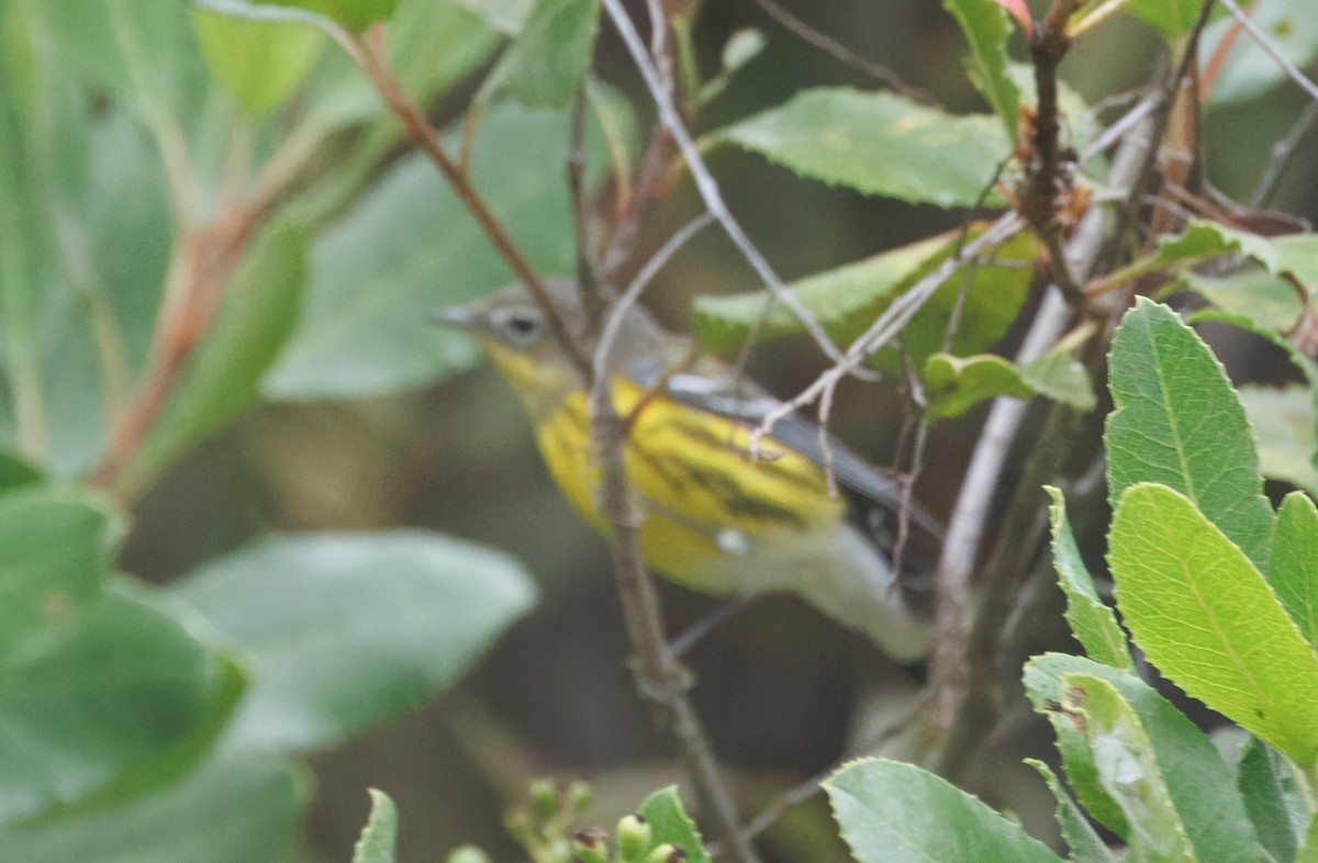 Magnolia Warbler - ML624192082