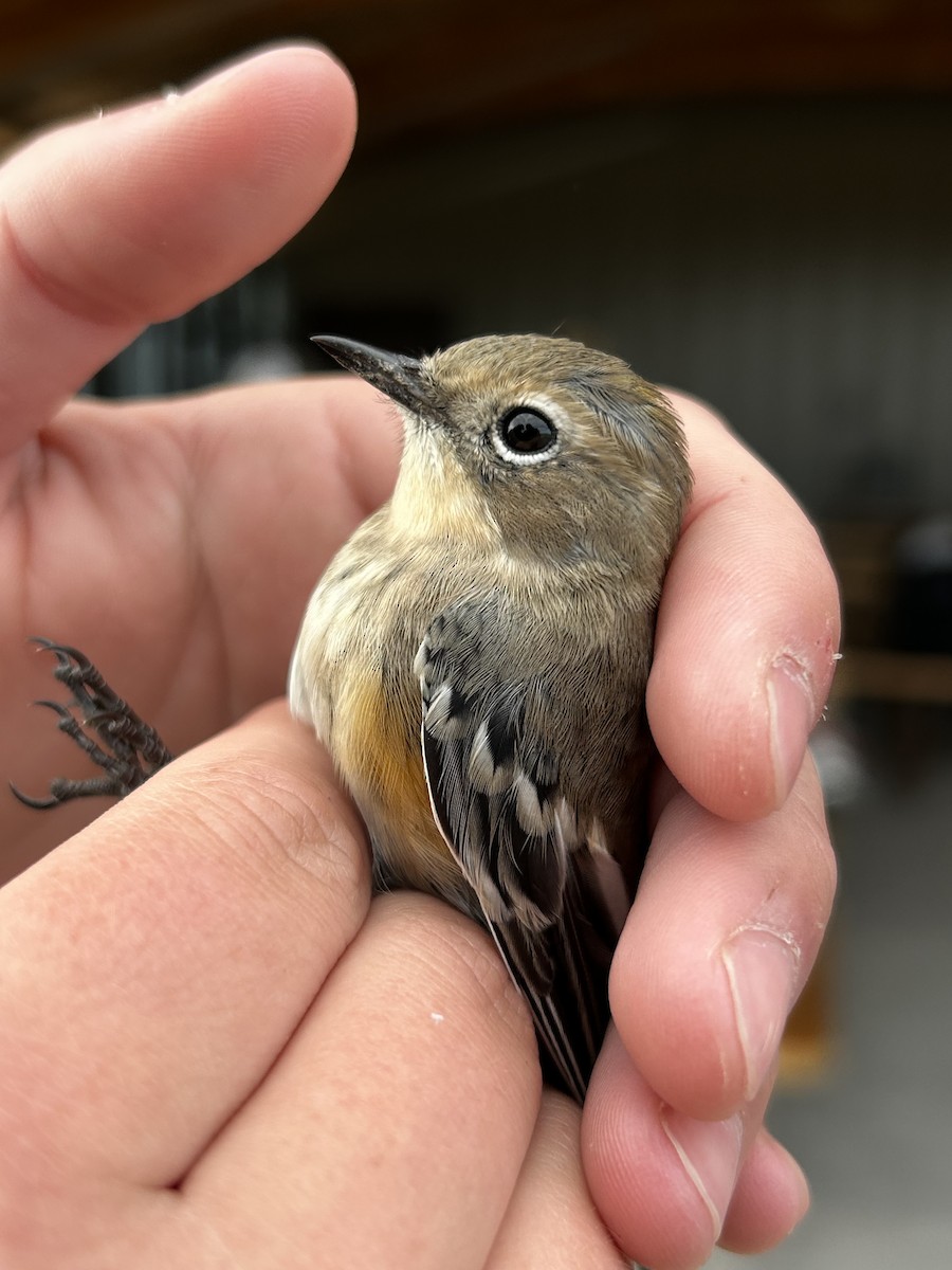 Yellow-rumped Warbler (Myrtle) - ML624192105