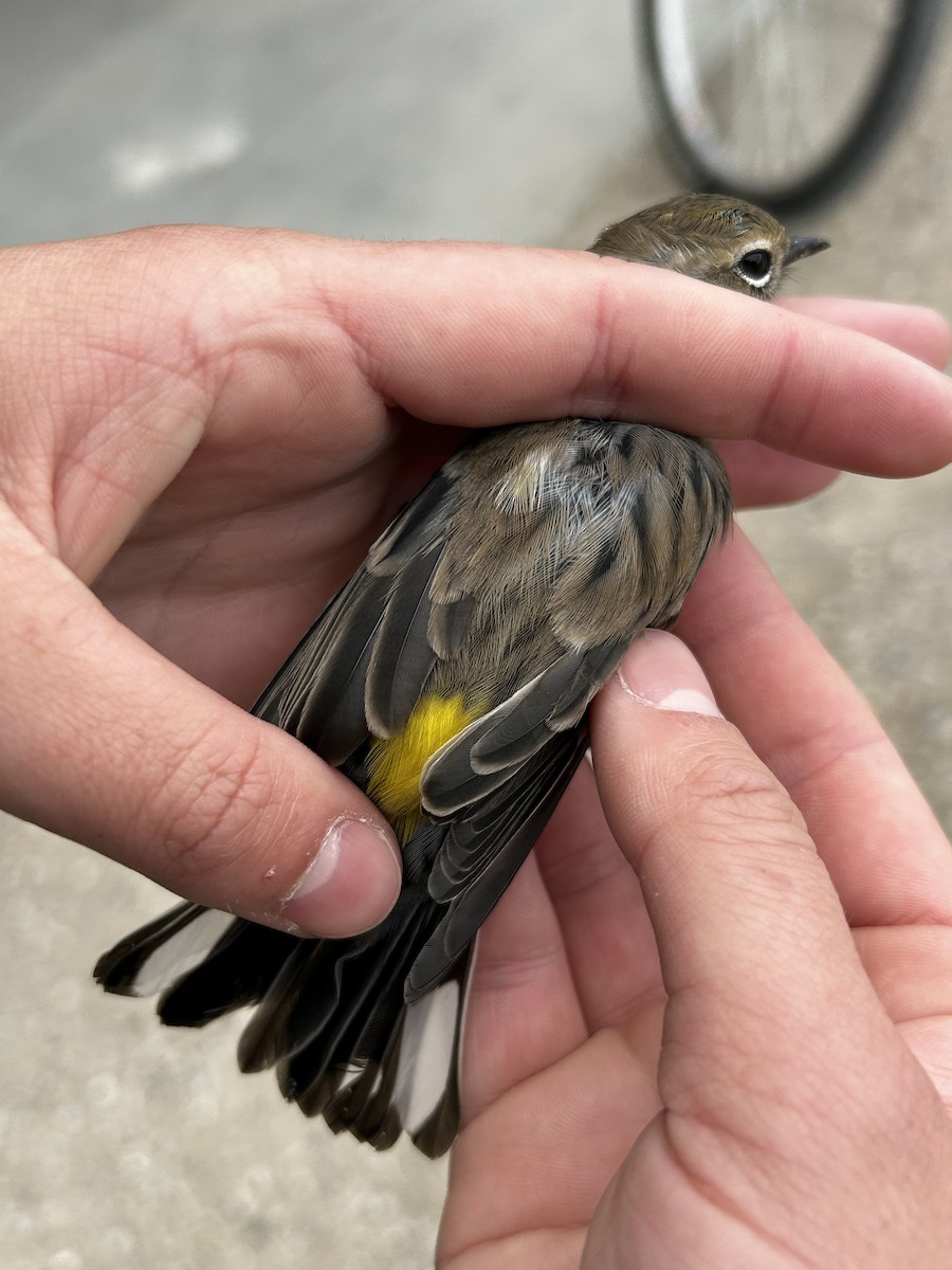 Yellow-rumped Warbler (Myrtle) - ML624192107