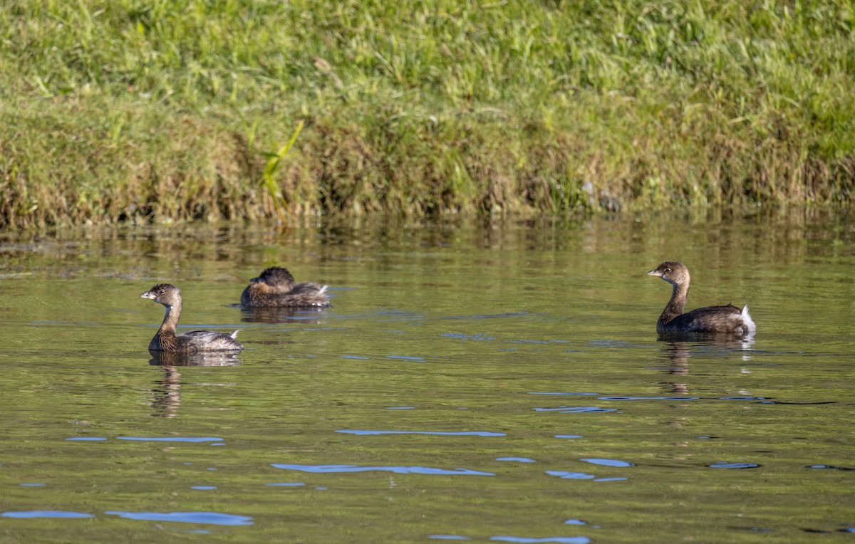 Pied-billed Grebe - ML624192144