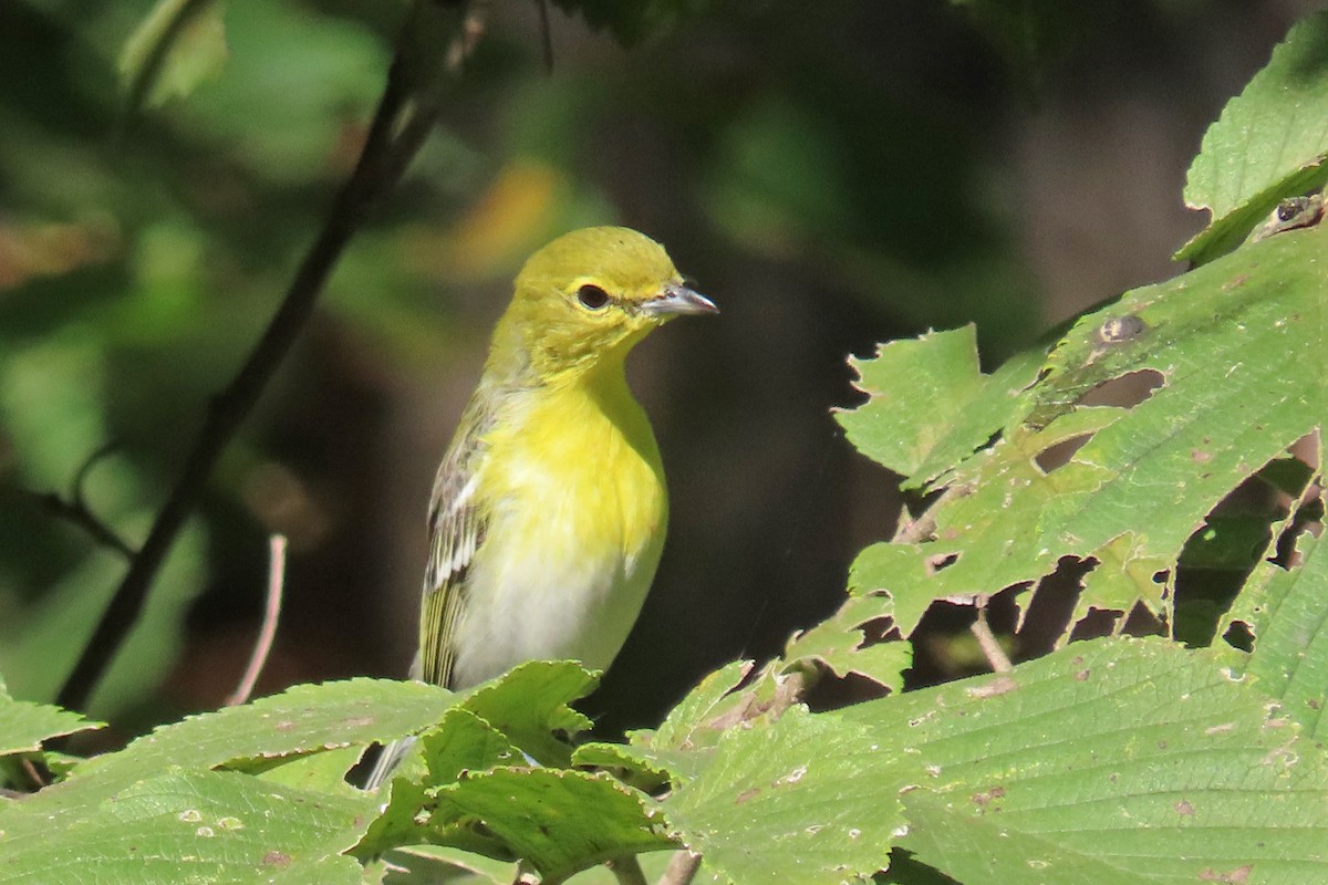 Vireo Gorjiamarillo - ML624192145