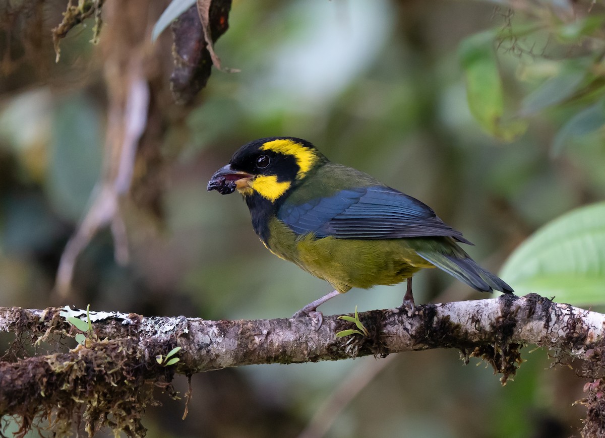 Gold-ringed Tanager - ML624192180