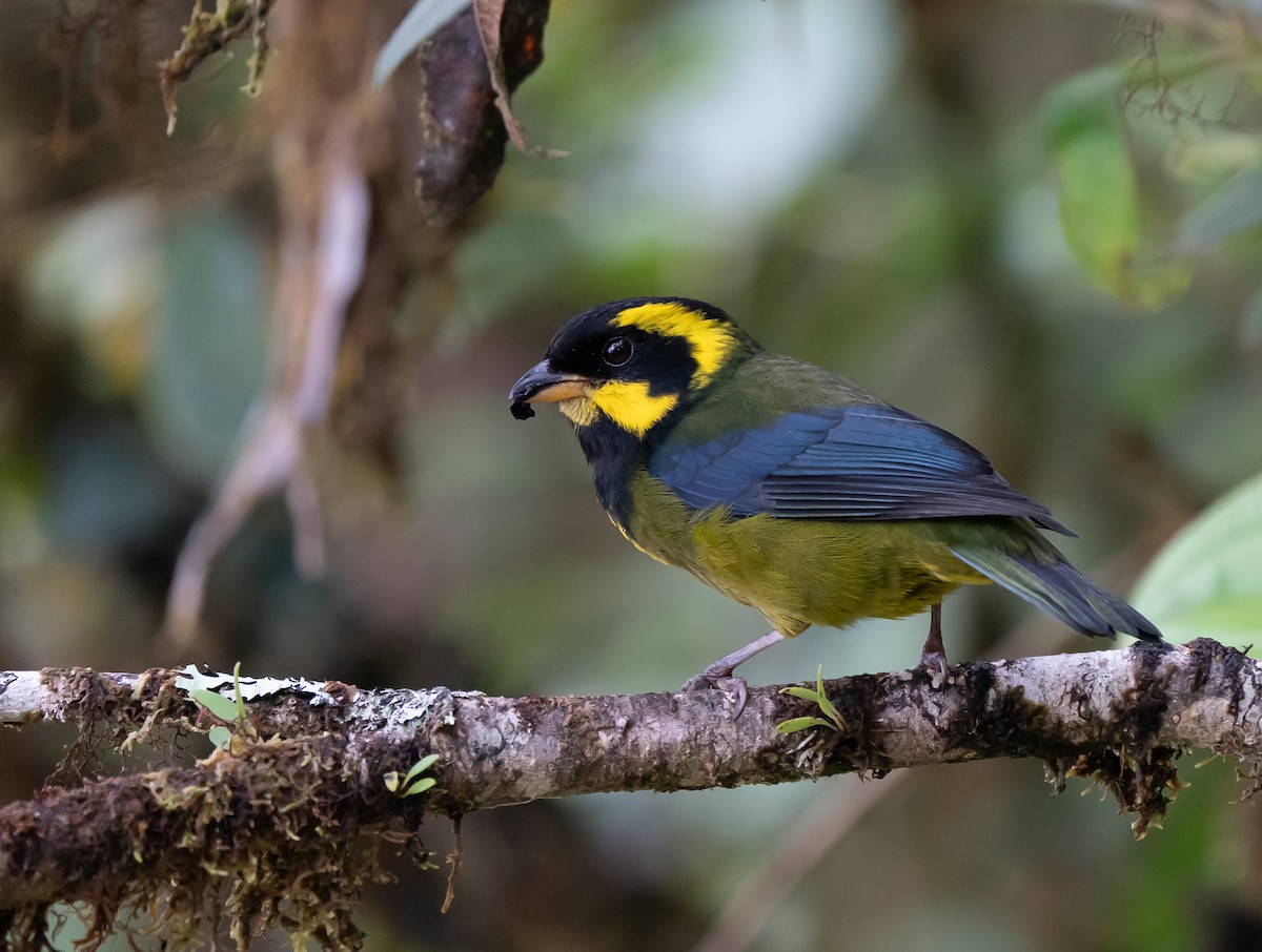 Gold-ringed Tanager - ML624192181