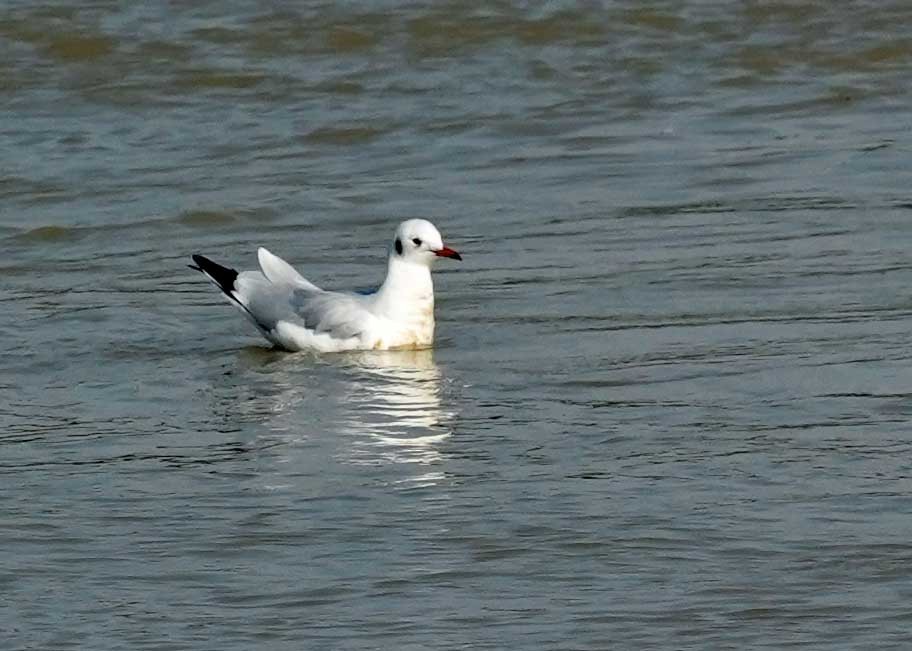 Mouette rieuse - ML624192200