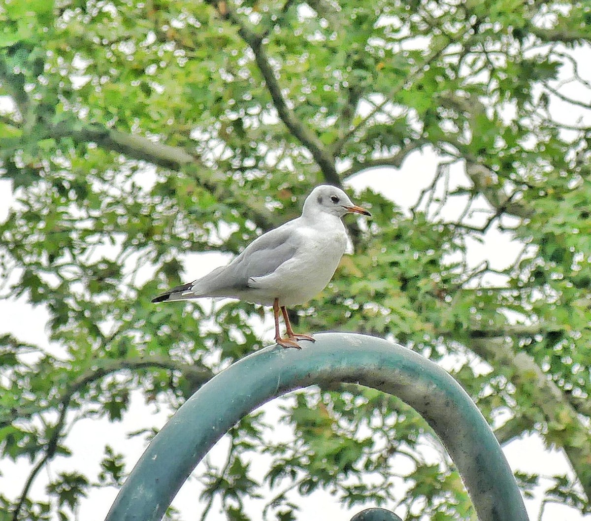 Mouette rieuse - ML624192220