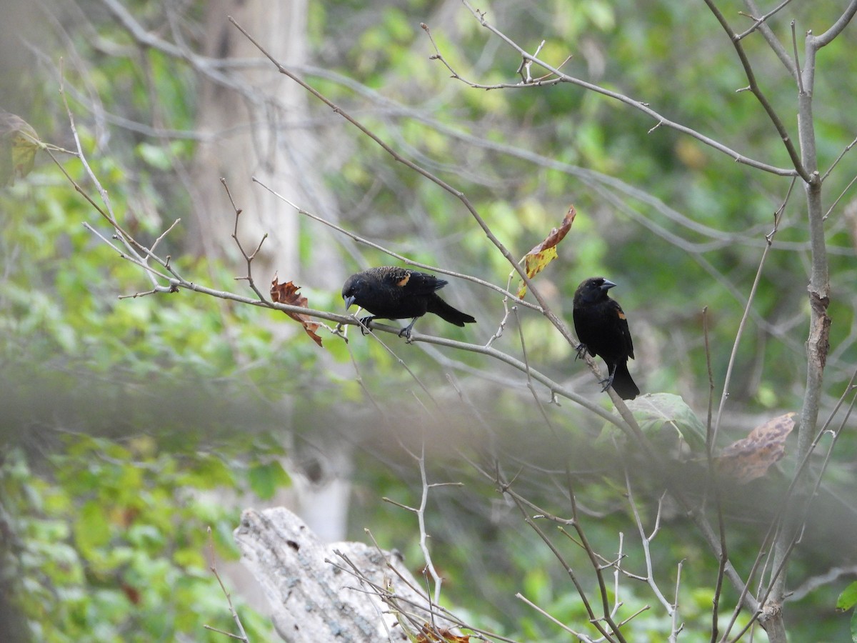 Red-winged Blackbird - ML624192273