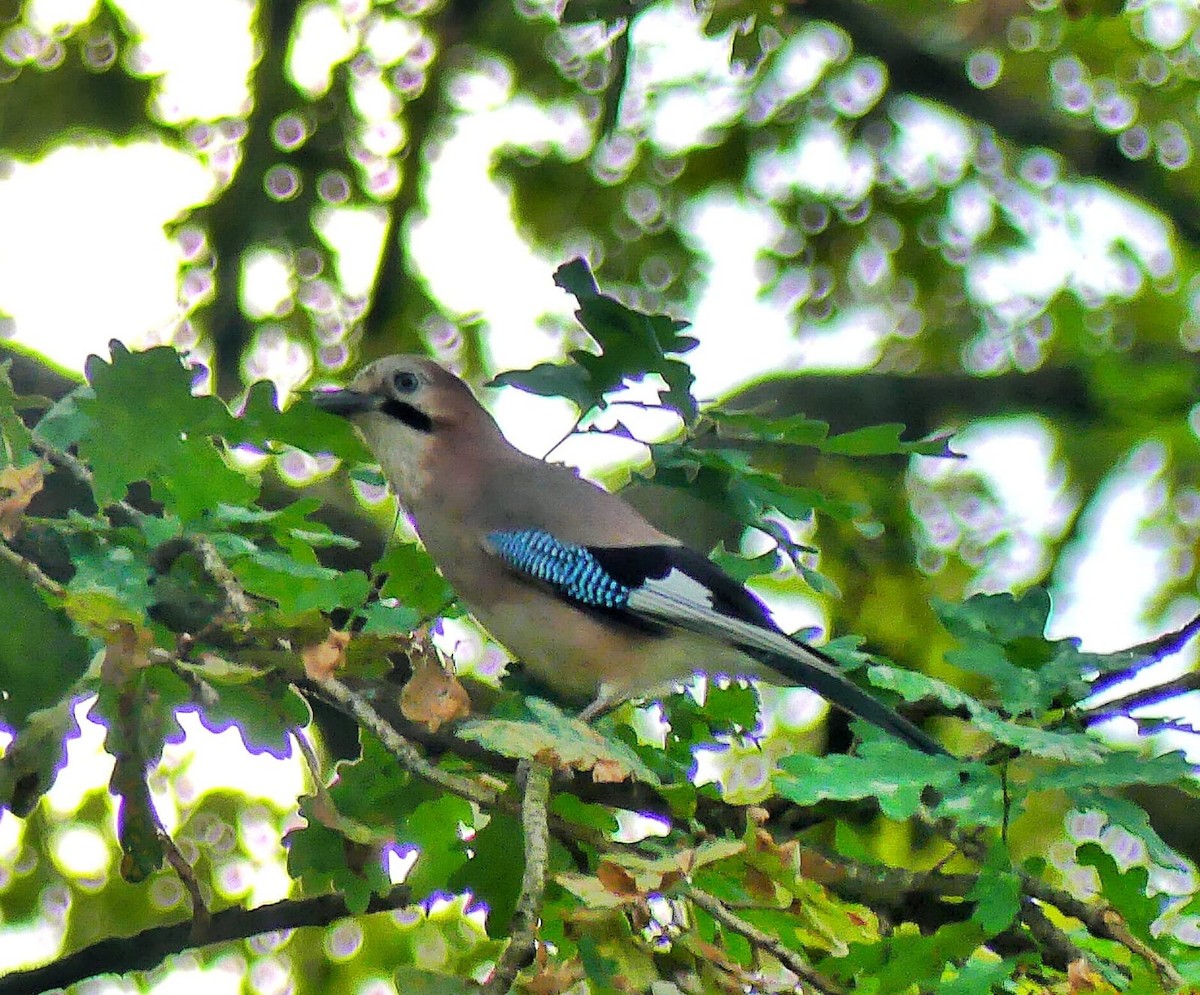 Eurasian Jay - Daniele Prunotto