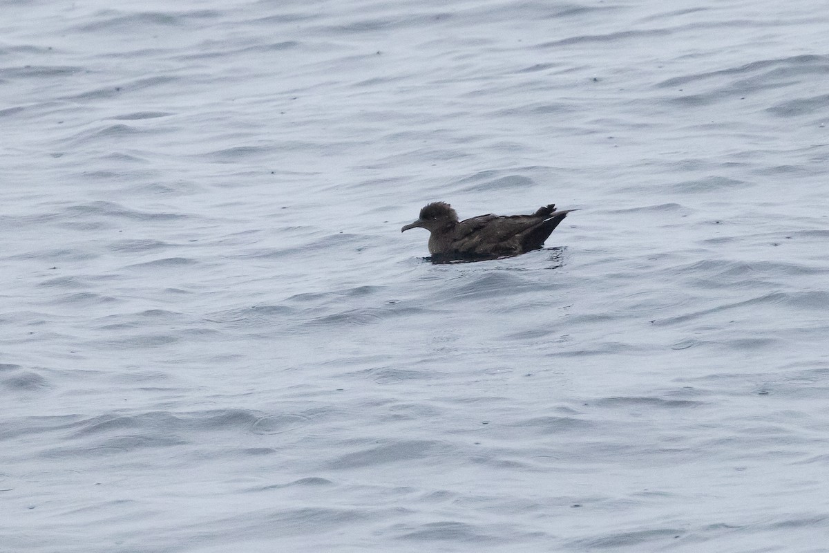 Sooty Shearwater - ML624192322