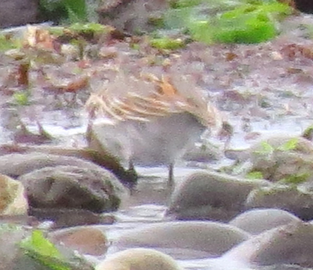 Dunlin - James Hirtle