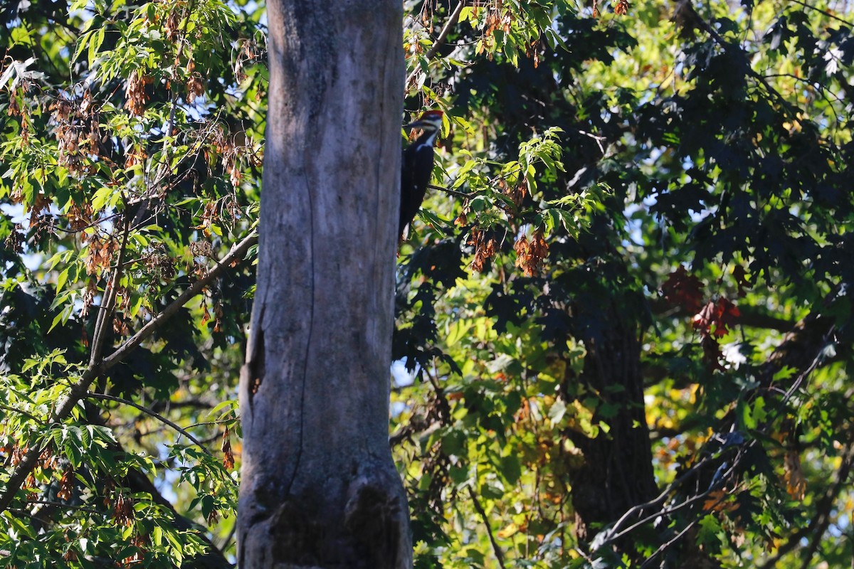 Pileated Woodpecker - Barbara Laughlin-Karon