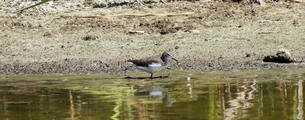 Waldwasserläufer - ML624192331