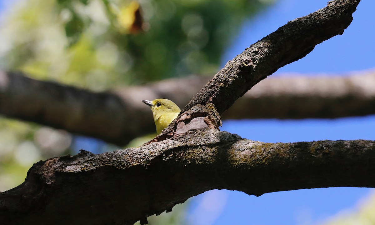 Vireo Gorjiamarillo - ML624192339