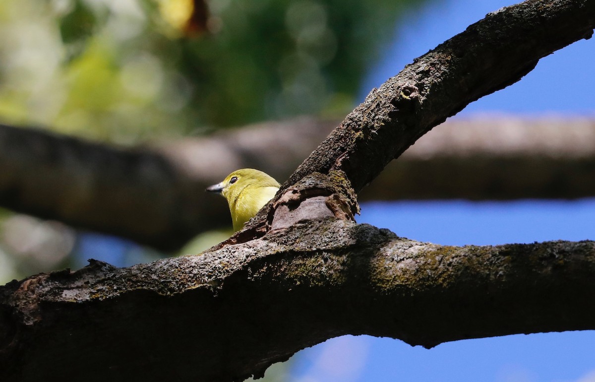 Vireo Gorjiamarillo - ML624192340