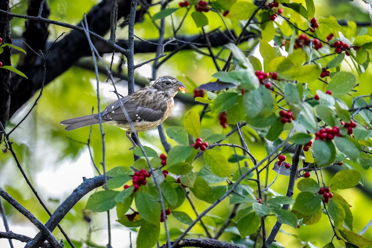 Rose-breasted Grosbeak - ML624192379