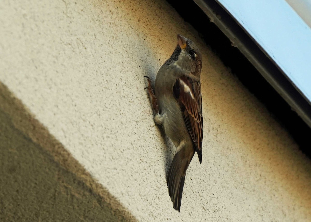 Moineau domestique - ML624192390