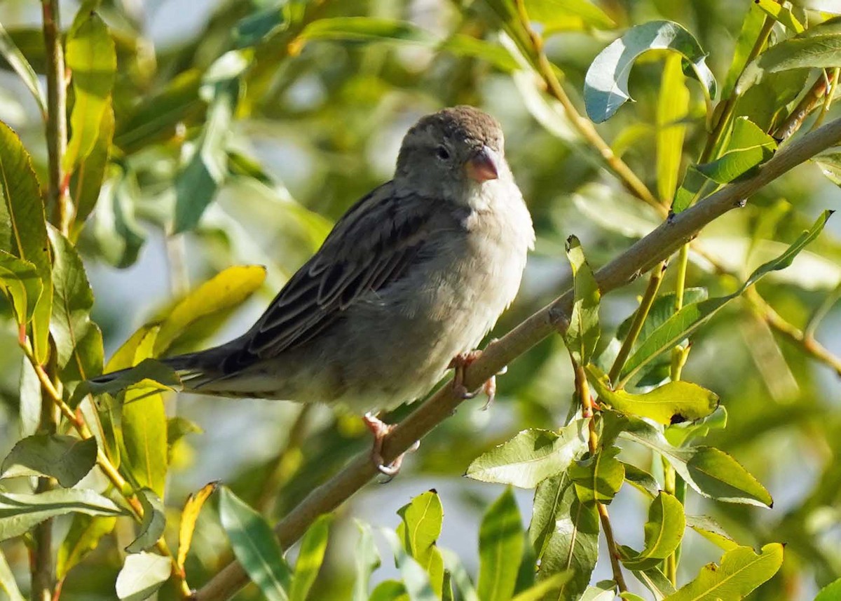 Moineau domestique - ML624192391