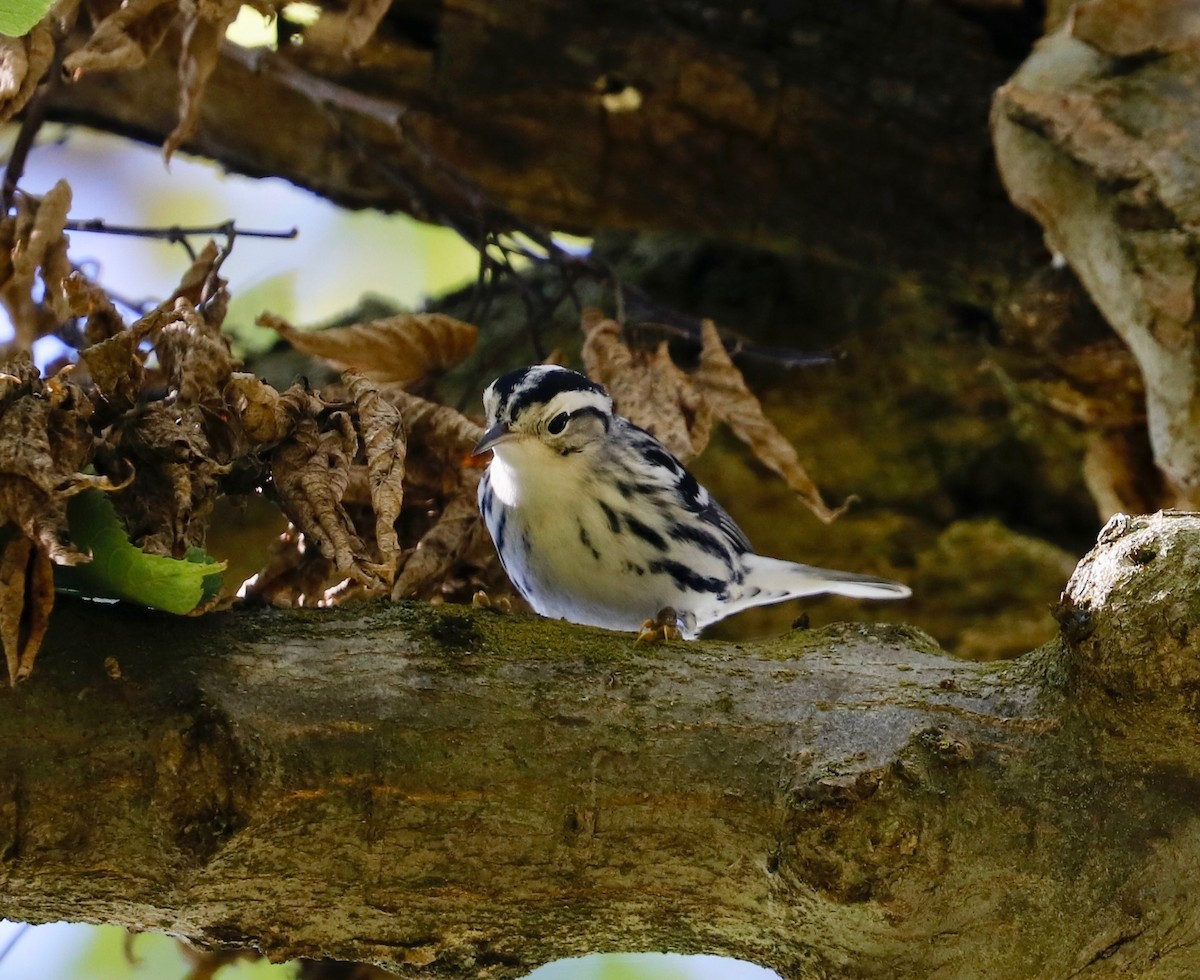 Black-and-white Warbler - Barbara Laughlin-Karon