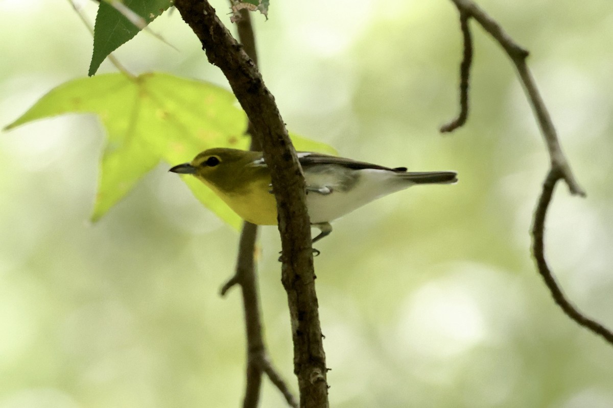 Vireo Gorjiamarillo - ML624192436