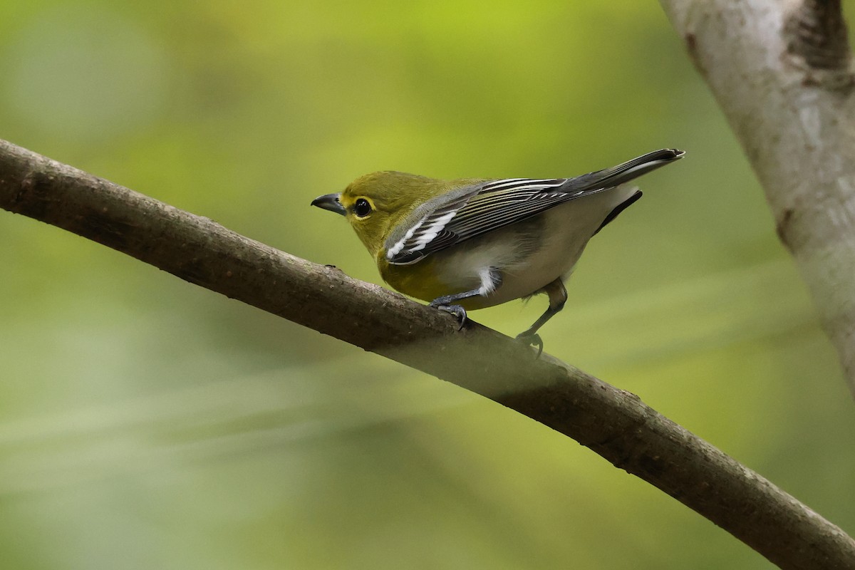 Vireo Gorjiamarillo - ML624192437