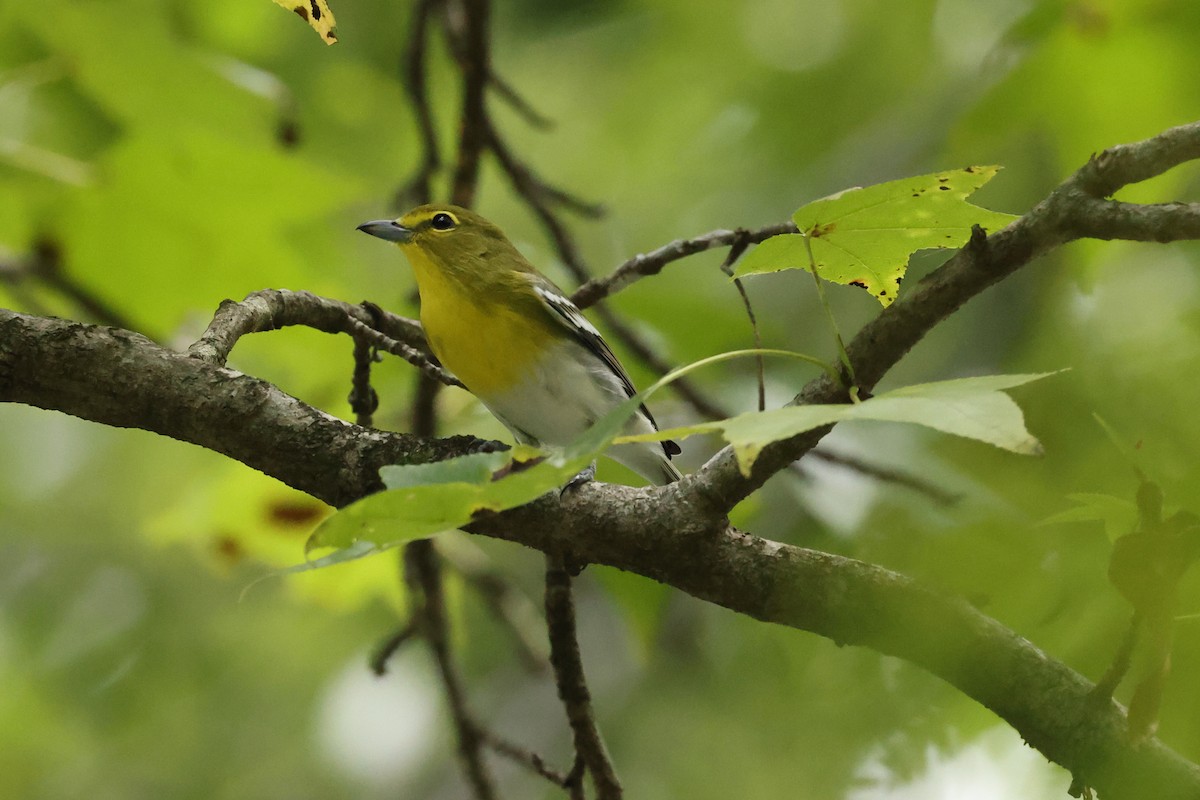 Vireo Gorjiamarillo - ML624192438