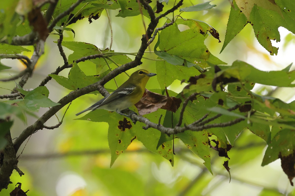 Vireo Gorjiamarillo - ML624192439