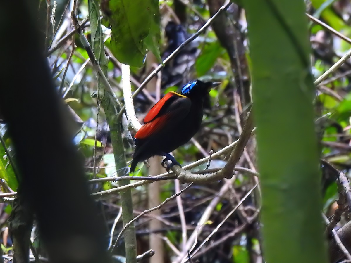 Wilson's Bird-of-Paradise - ML624192489