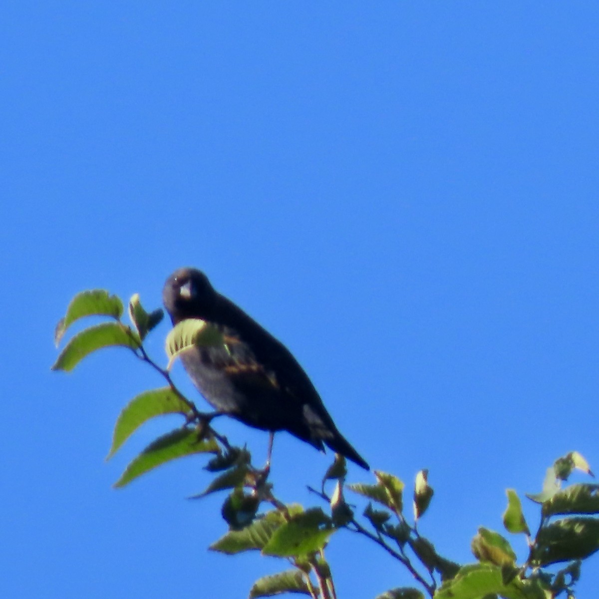 Red-winged Blackbird - ML624192495