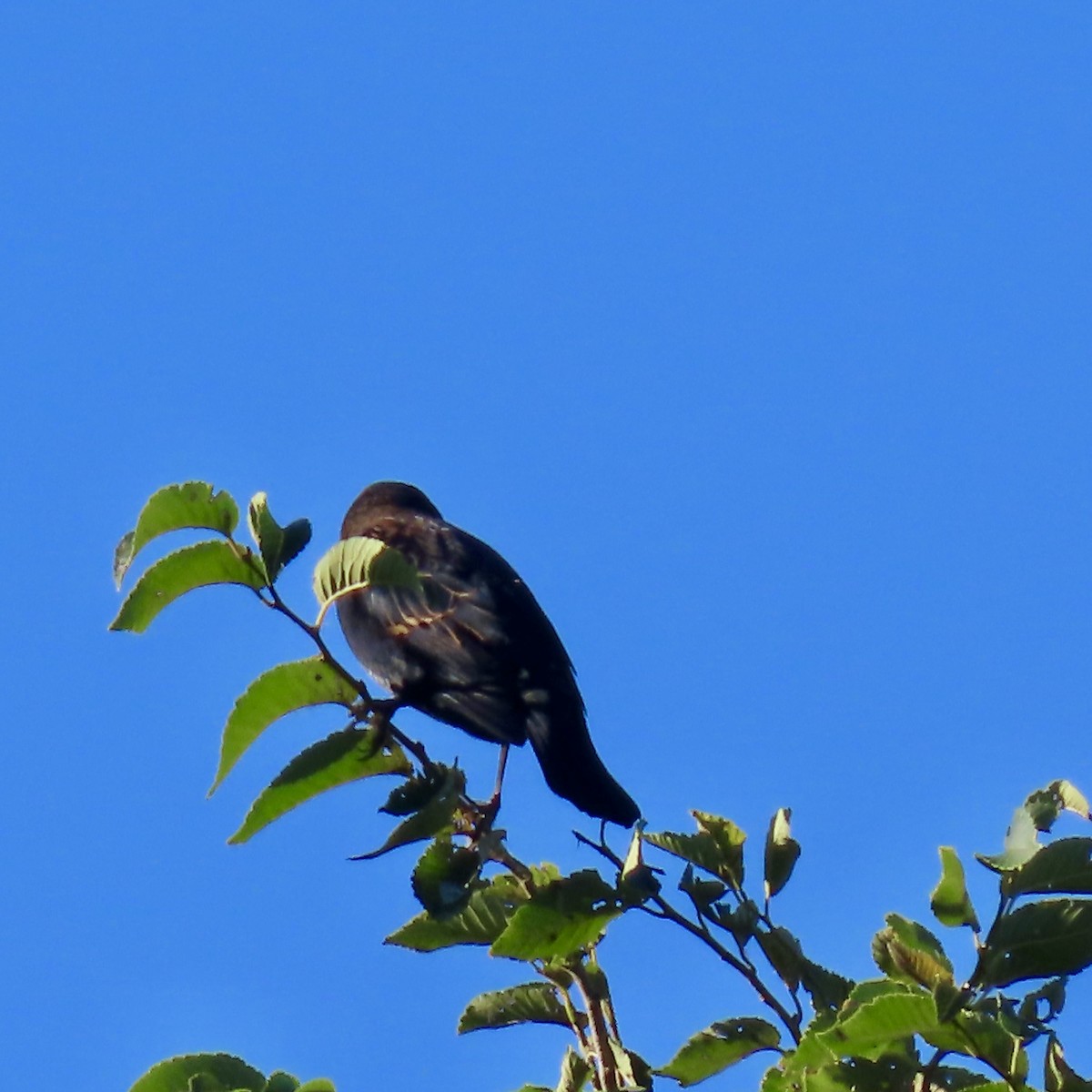 Red-winged Blackbird - ML624192496