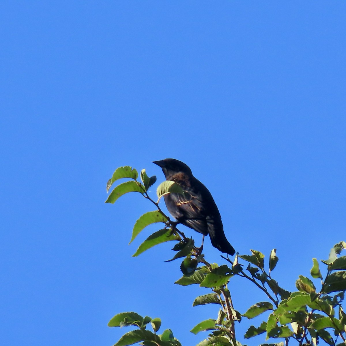 Red-winged Blackbird - ML624192497