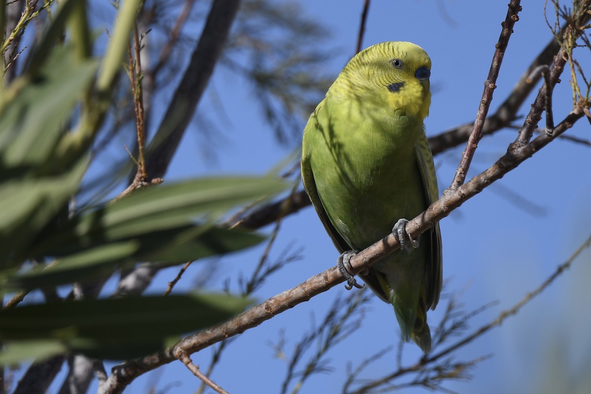 Budgerigar (Domestic type) - ML624192532