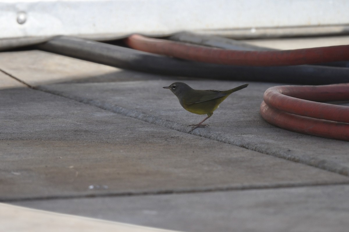 MacGillivray's Warbler - ML624192538