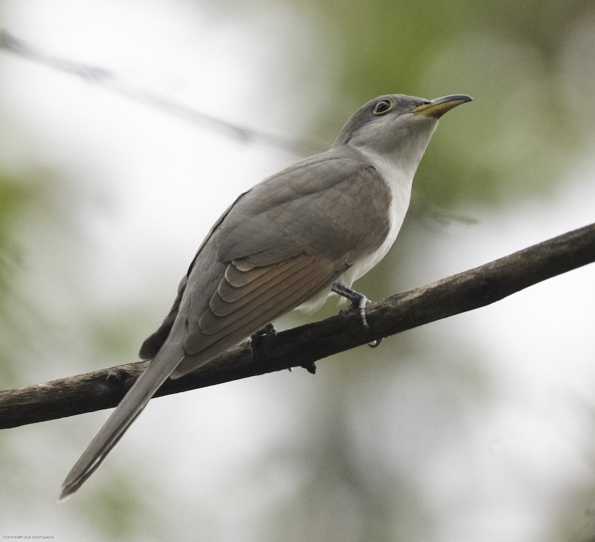 Yellow-billed Cuckoo - ML624192540