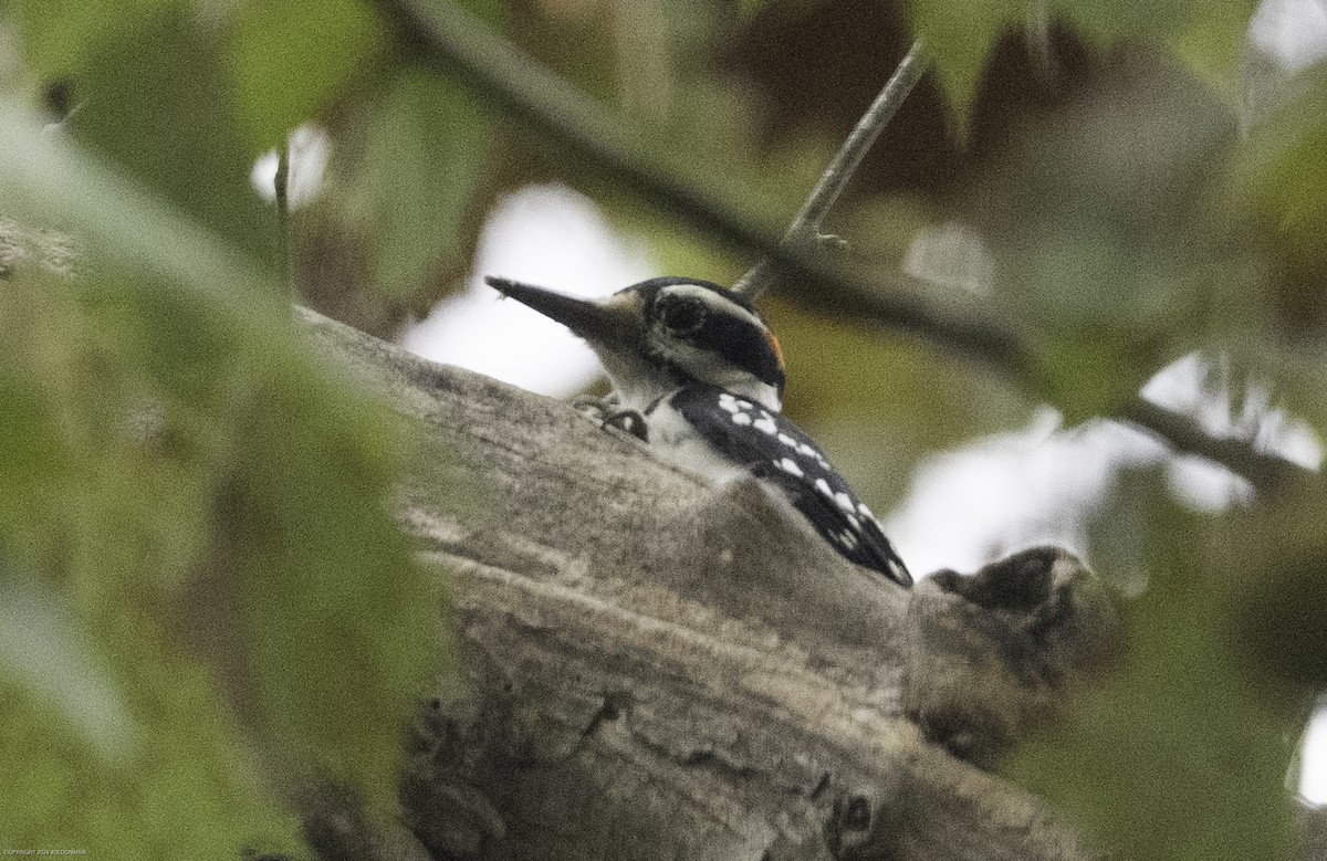 Hairy Woodpecker - ML624192553
