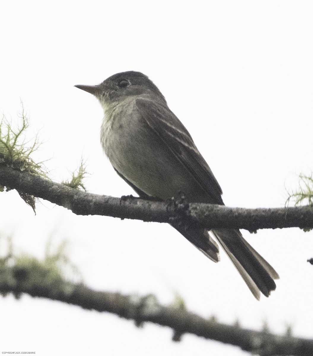 Eastern Wood-Pewee - ML624192558