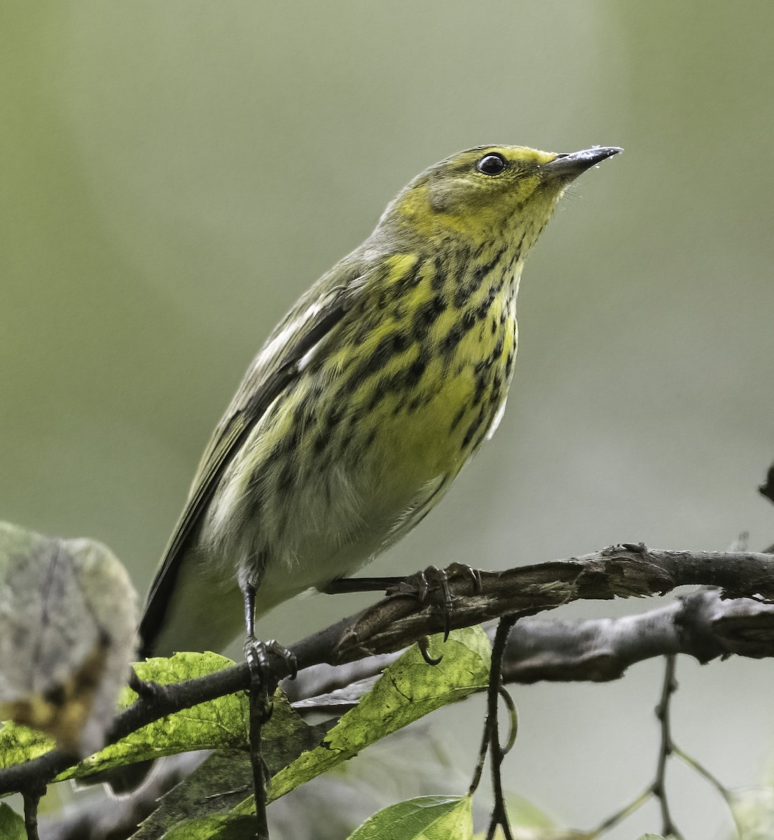 Cape May Warbler - Joe Donahue