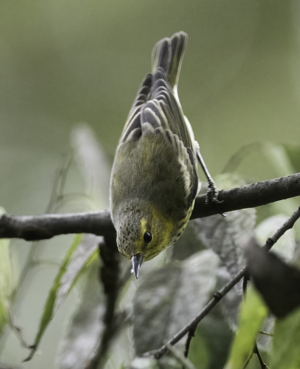 Cape May Warbler - ML624192628