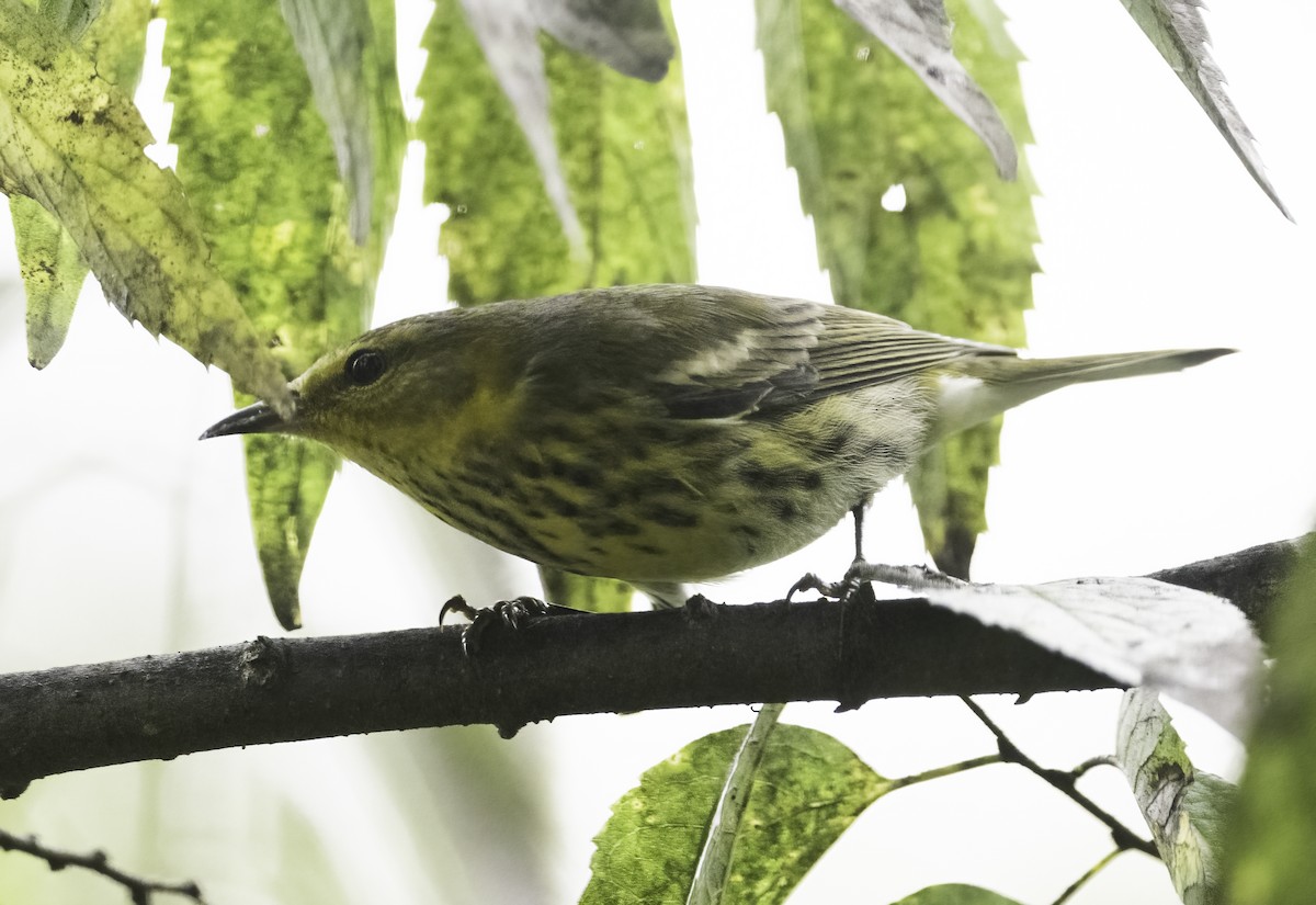 Cape May Warbler - ML624192629