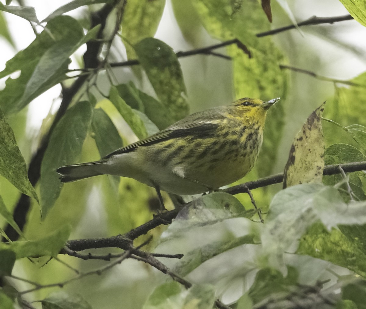 Cape May Warbler - ML624192630