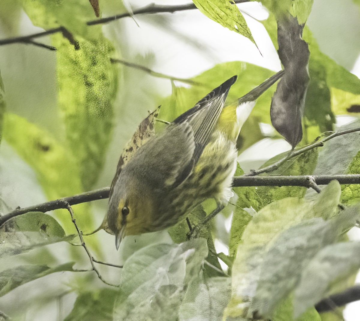 Cape May Warbler - ML624192631