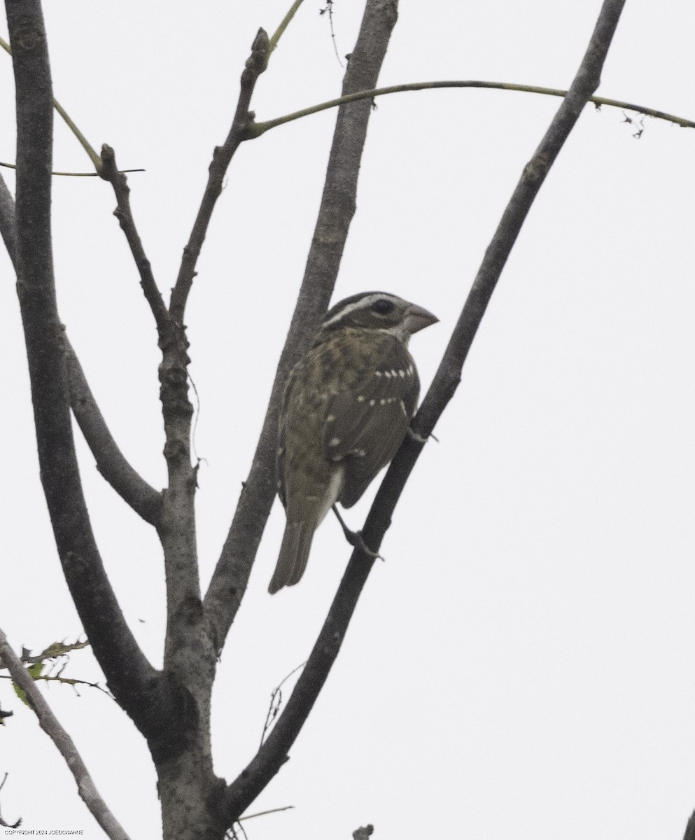 Rose-breasted Grosbeak - Joe Donahue