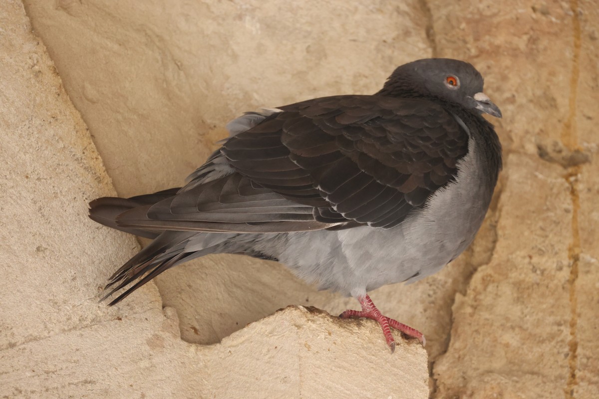 Rock Pigeon (Feral Pigeon) - GEOFFREY SHINKFIELD