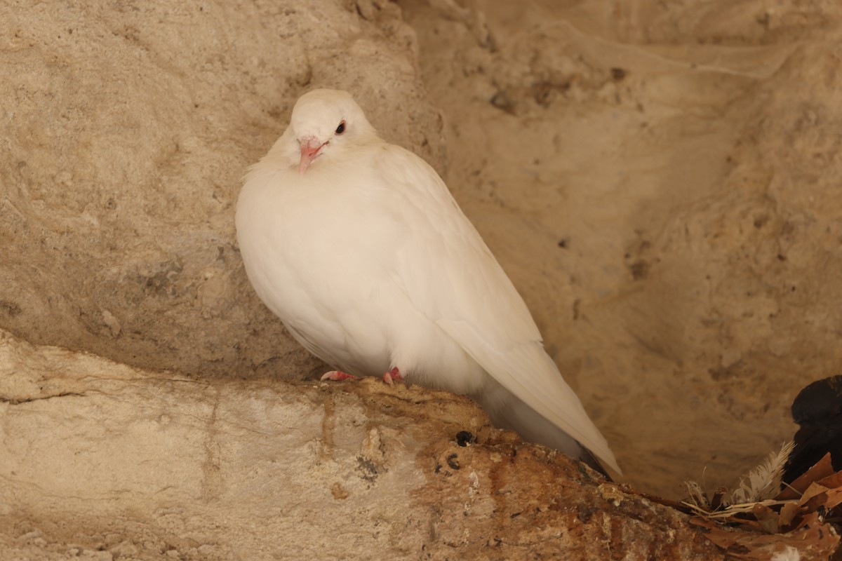 Rock Pigeon (Feral Pigeon) - ML624192665